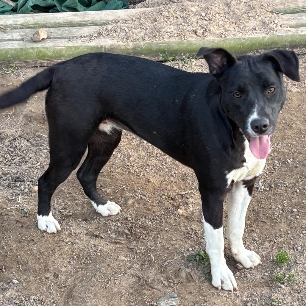 Enlarge Daisy II, a Adoptable mixed breed in Mount Pleasant, TX image 1/6