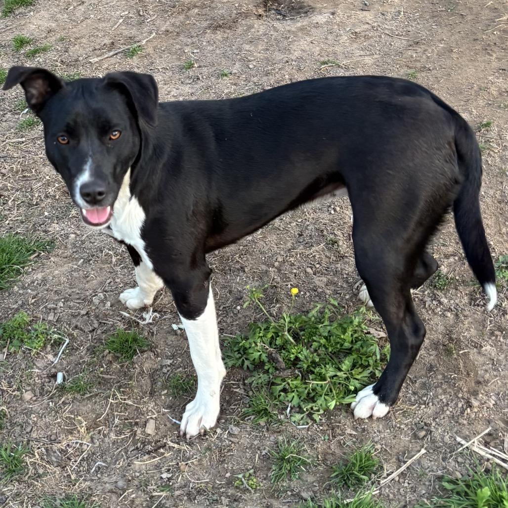 Enlarge Daisy II, a Adoptable mixed breed in Mount Pleasant, TX image 2/6