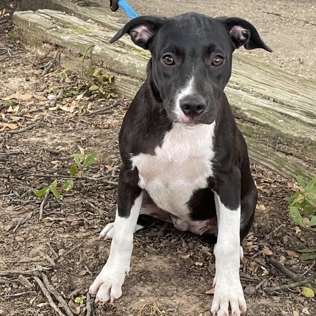 Enlarge Daisy II, a Adoptable mixed breed in Mount Pleasant, TX image 4/6