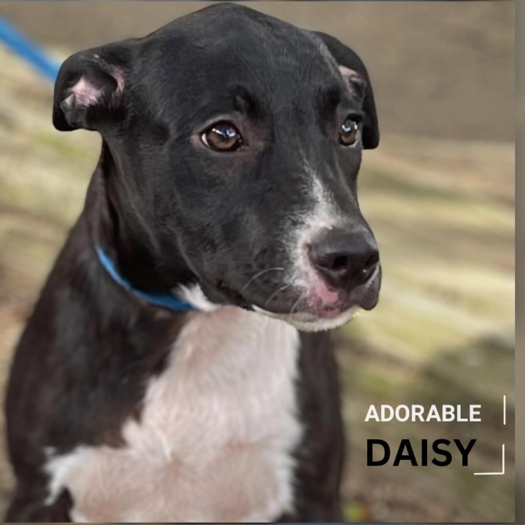 Enlarge Daisy II, a Adoptable mixed breed in Mount Pleasant, TX image 5/6