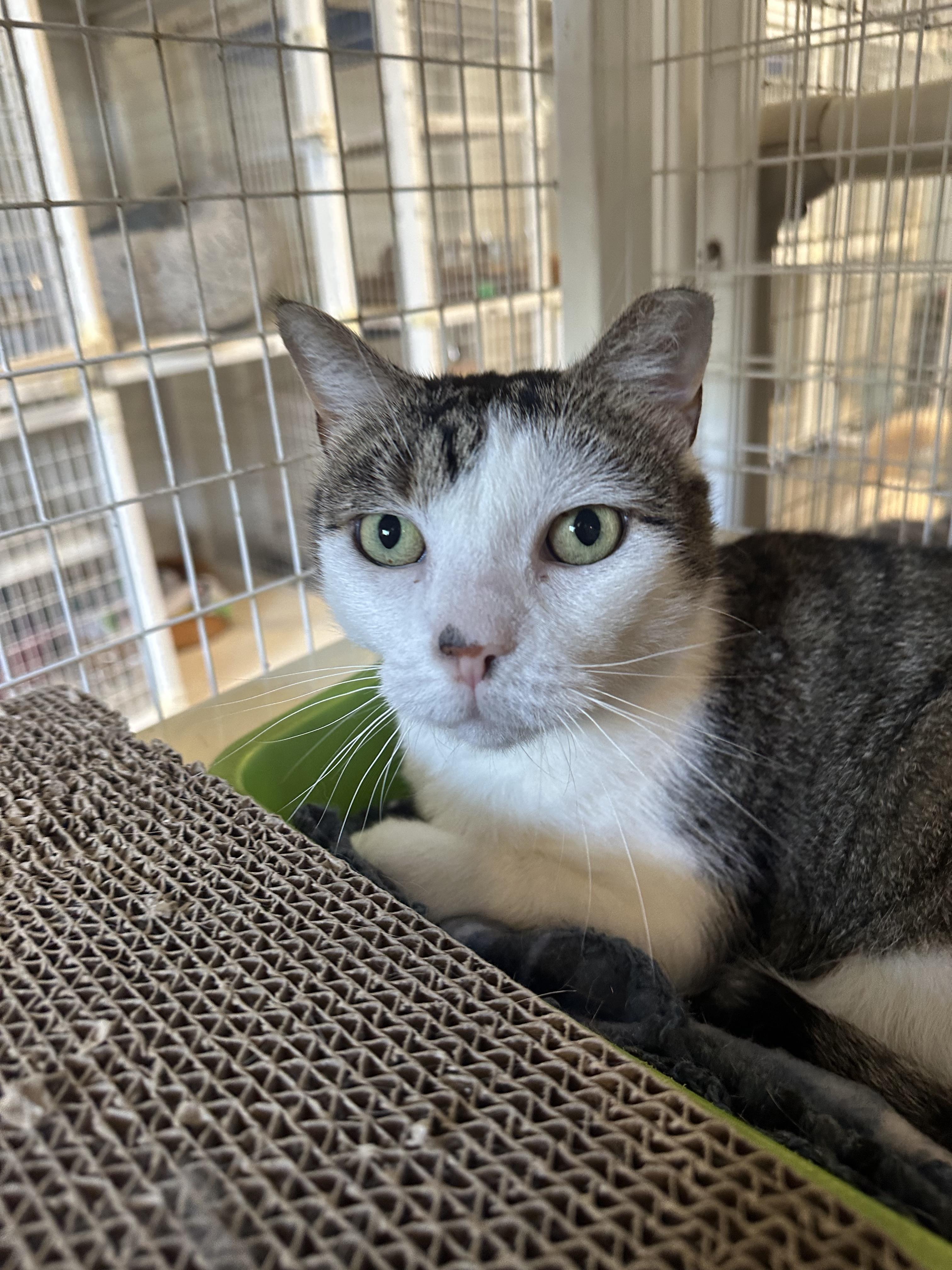 Enlarge Wilfreda, a Adoptable American Shorthair in Clifton, NJ image 1/5