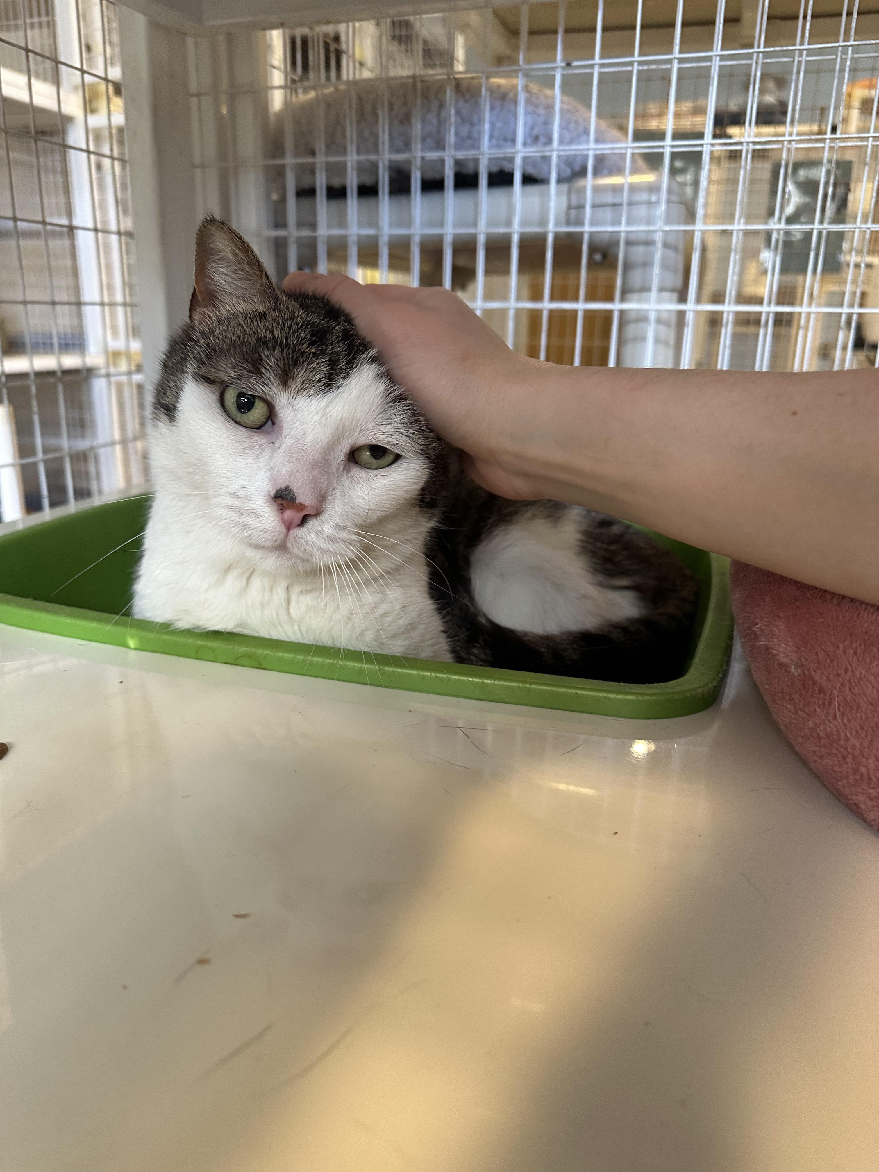 Enlarge Wilfreda, a Adoptable American Shorthair in Clifton, NJ image 2/5