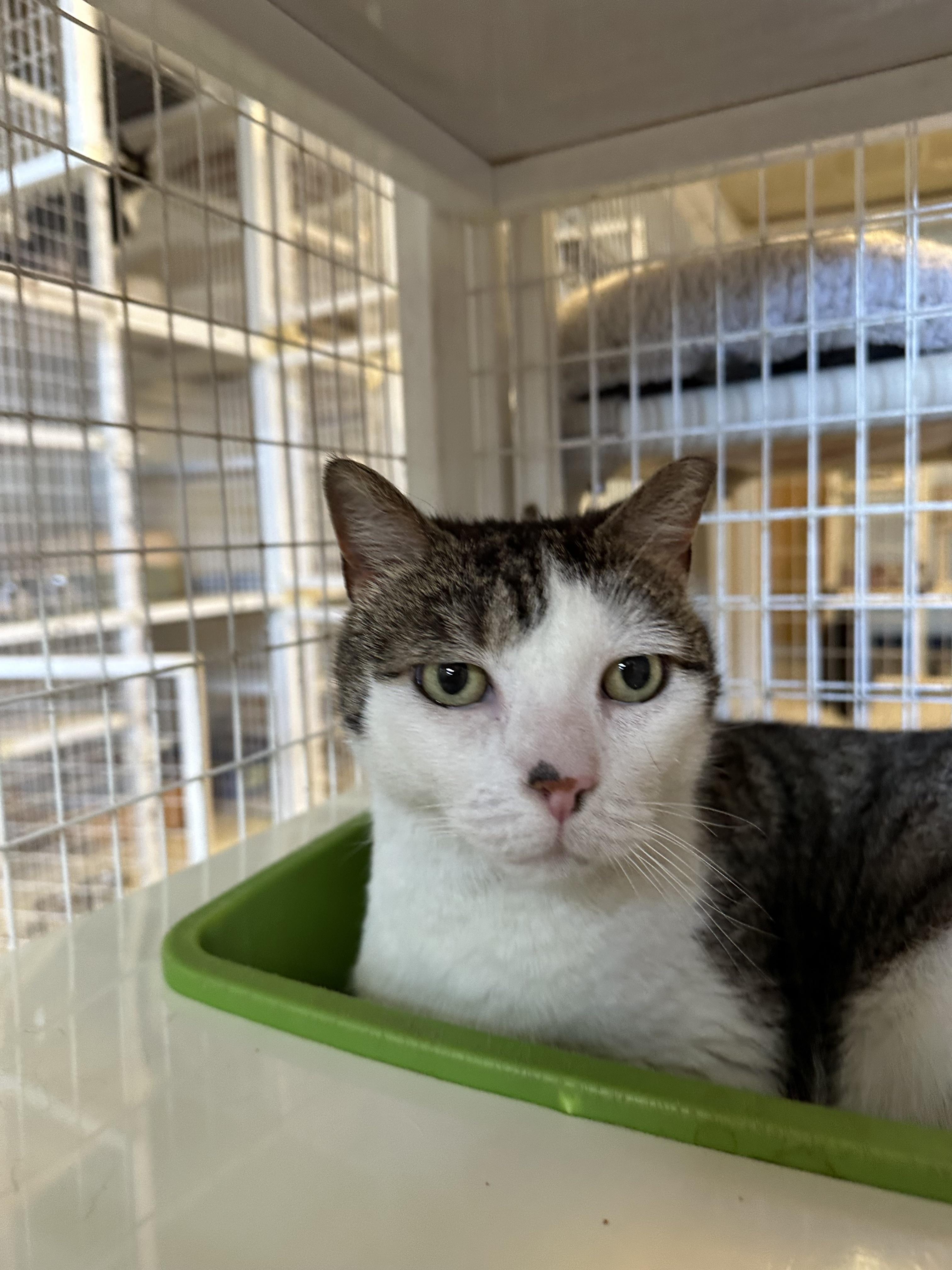 Enlarge Wilfreda, a Adoptable American Shorthair in Clifton, NJ image 3/5