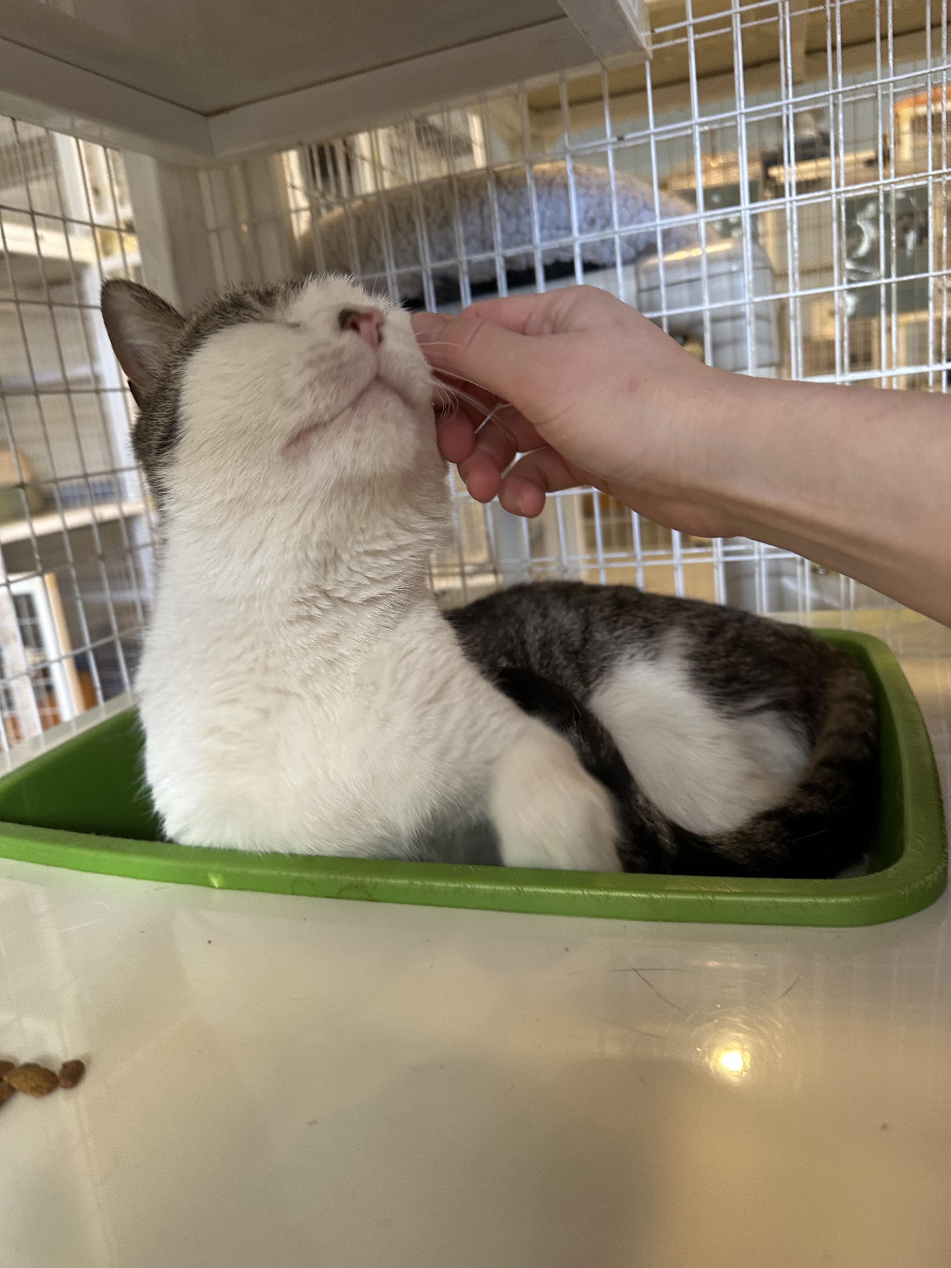 Enlarge Wilfreda, a Adoptable American Shorthair in Clifton, NJ image 4/5