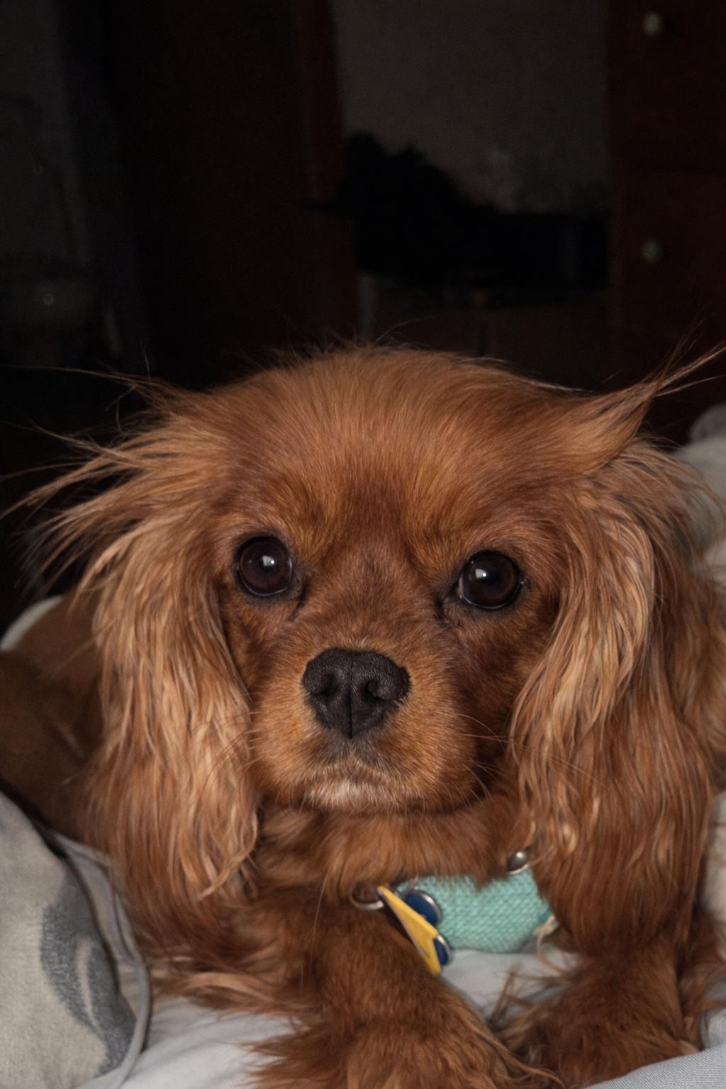 Ember-ARR, Adoptable, Young Female Cavalier King Charles Spaniel.