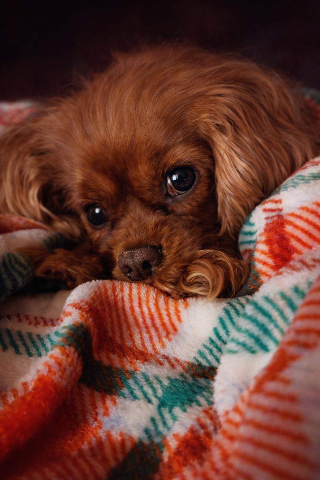 Enlarge Ember-ARR, a Adoptable Cavalier King Charles Spaniel in Pataskala, OH image 2/3