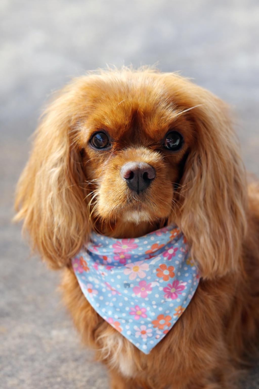 Enlarge Ember-ARR, a Adoptable Cavalier King Charles Spaniel in Pataskala, OH image 3/3