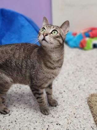 Stiffler - In Foster Home, a Adoptable mixed breed in Baton Rouge, LA image 2/3