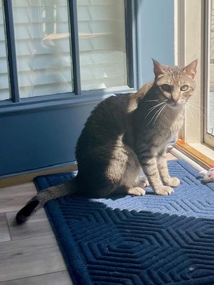Stiffler - In Foster Home, Adoptable, Adult Male Domestic Short Hair & Domestic Short Hair.