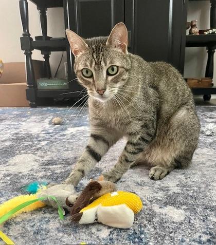 Stiffler - In Foster Home, Adoptable, Adult Male Domestic Short Hair & Domestic Short Hair.