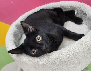 Enlarge Thackeray Binx, a ADOPTABLE Domestic Short Hair in Springdale, AR image 2/5