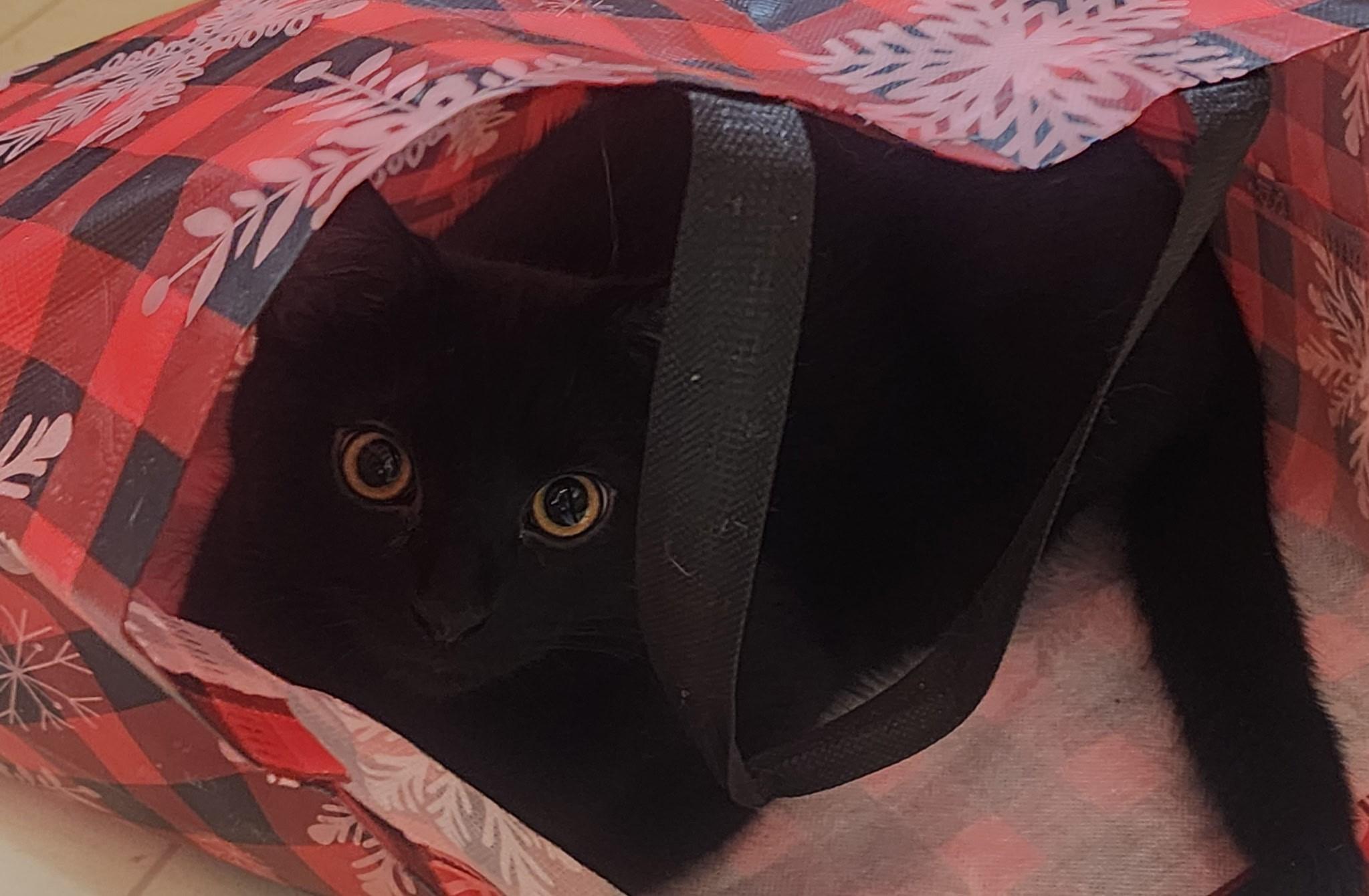 Enlarge Thackeray Binx, a ADOPTABLE Domestic Short Hair in Springdale, AR image 3/5