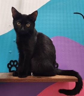 Enlarge Thackeray Binx, a ADOPTABLE Domestic Short Hair in Springdale, AR image 1/5