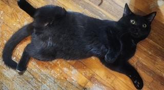 Enlarge Thackeray Binx, a ADOPTABLE Domestic Short Hair in Springdale, AR image 4/5