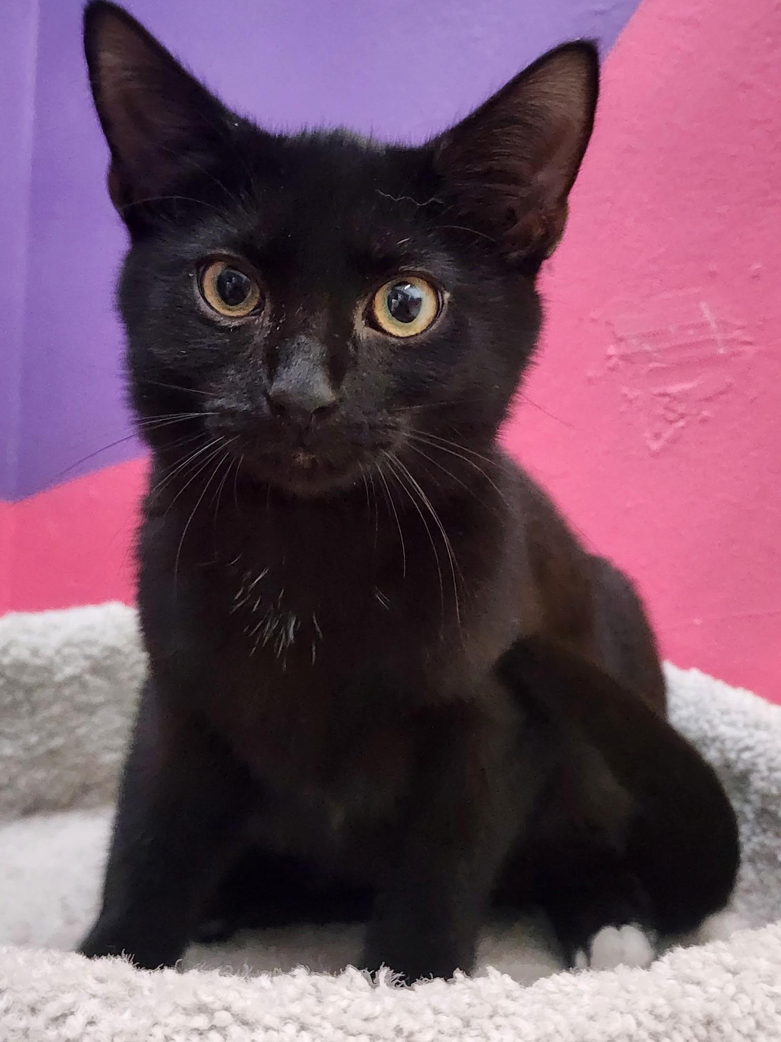Enlarge Thackeray Binx, a ADOPTABLE Domestic Short Hair in Springdale, AR image 5/5