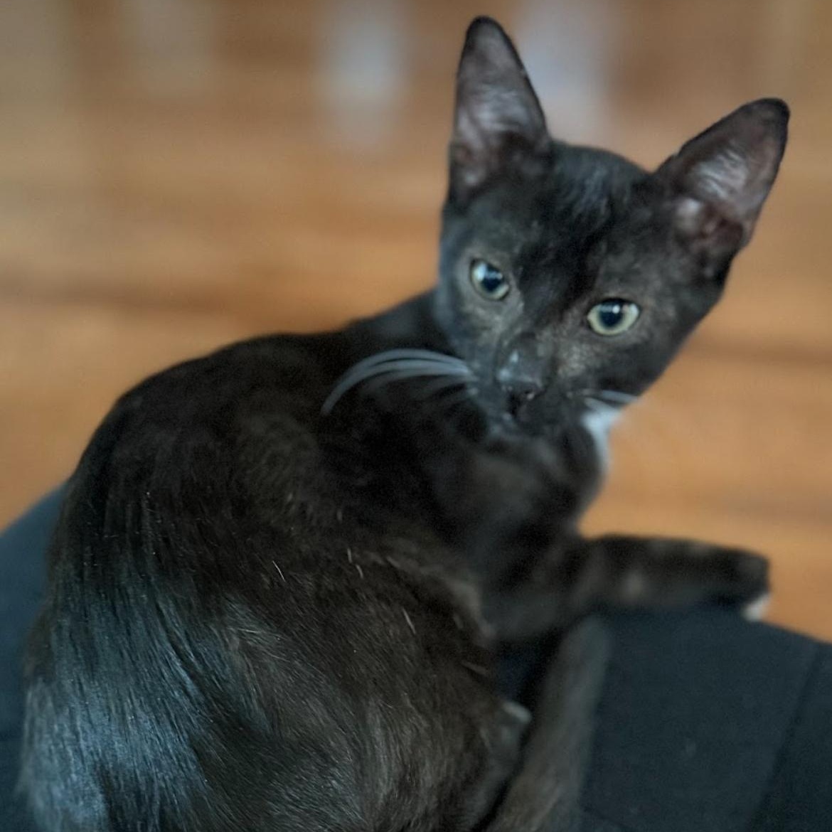 Mila & Bandit kittens *bonded pair*