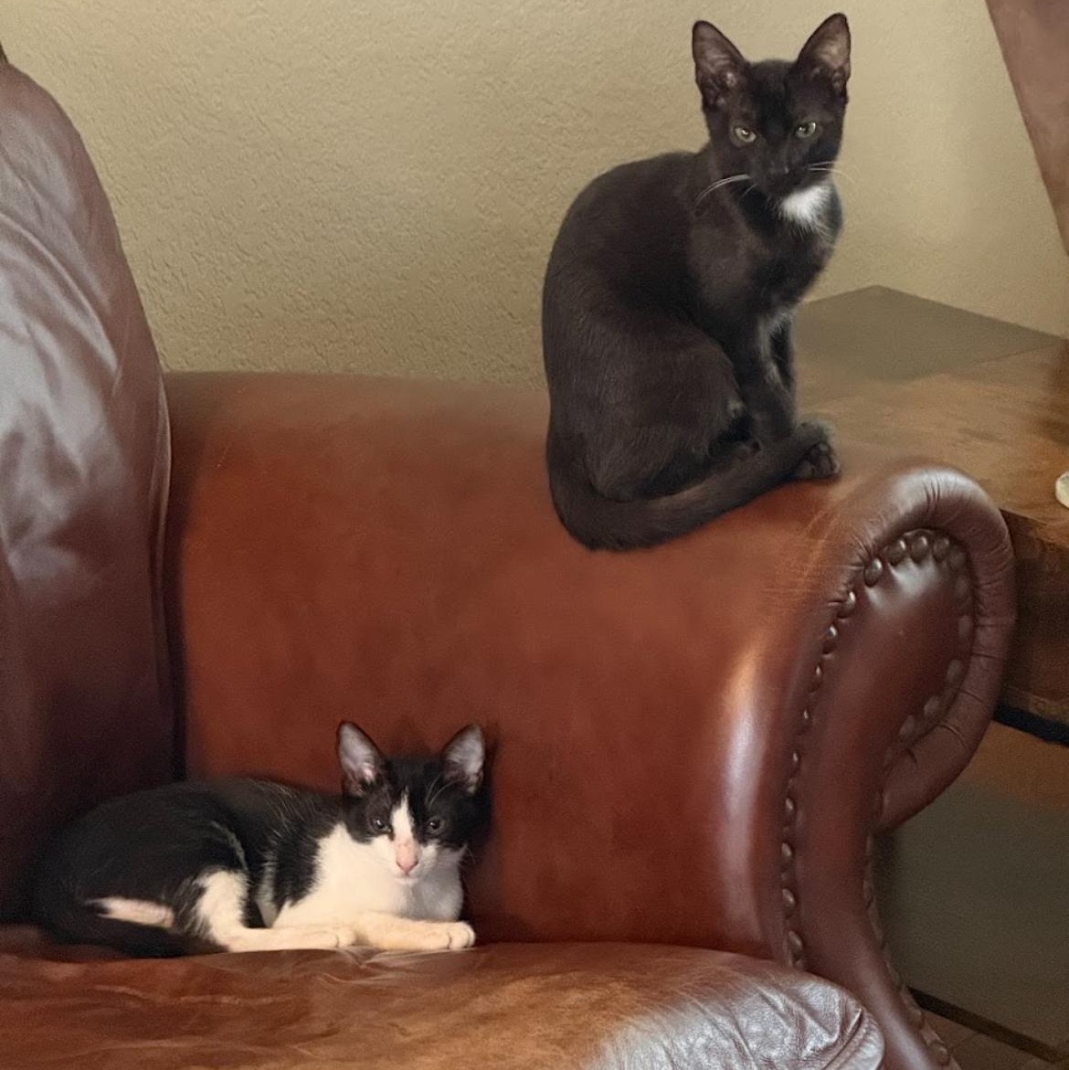 Enlarge Mila & Bandit kittens *bonded pair*, a Adoptable Domestic Short Hair in Austin, TX image 1/5
