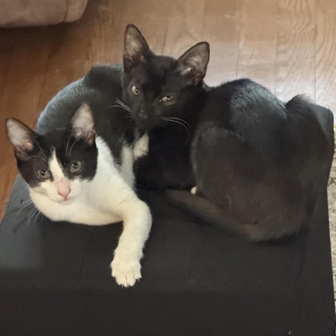 Mila & Bandit - Bonded Pair, Adoptable, Young Female Domestic Short Hair.