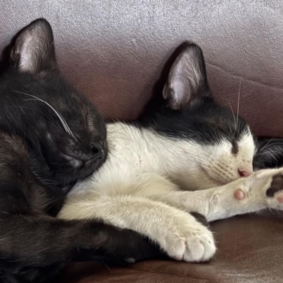 Mila & Bandit - Bonded Pair, a Adoptable Domestic Short Hair in Austin, TX image 5/6
