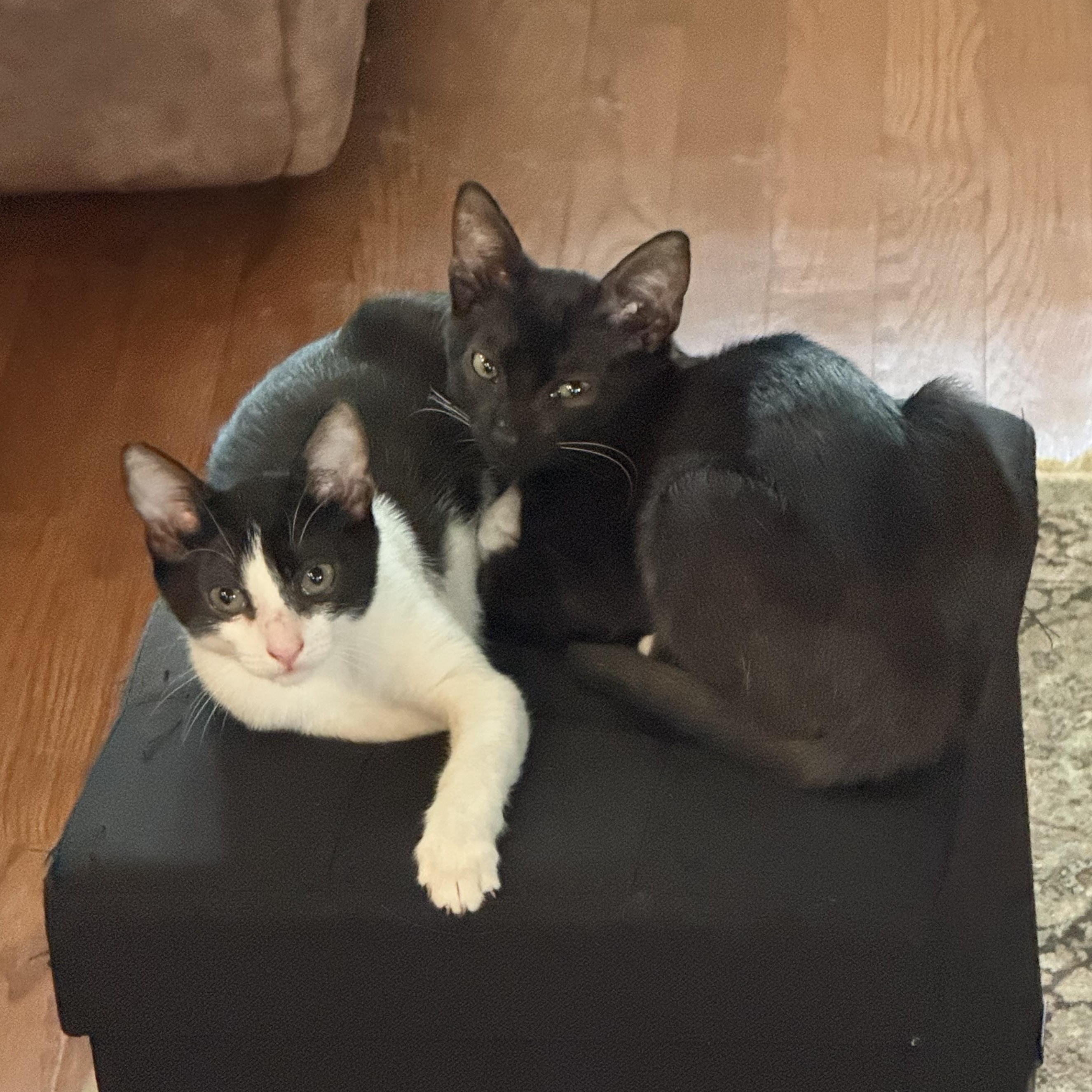 Enlarge Mila & Bandit kittens *bonded pair*, a Adoptable Domestic Short Hair in Austin, TX image 2/5