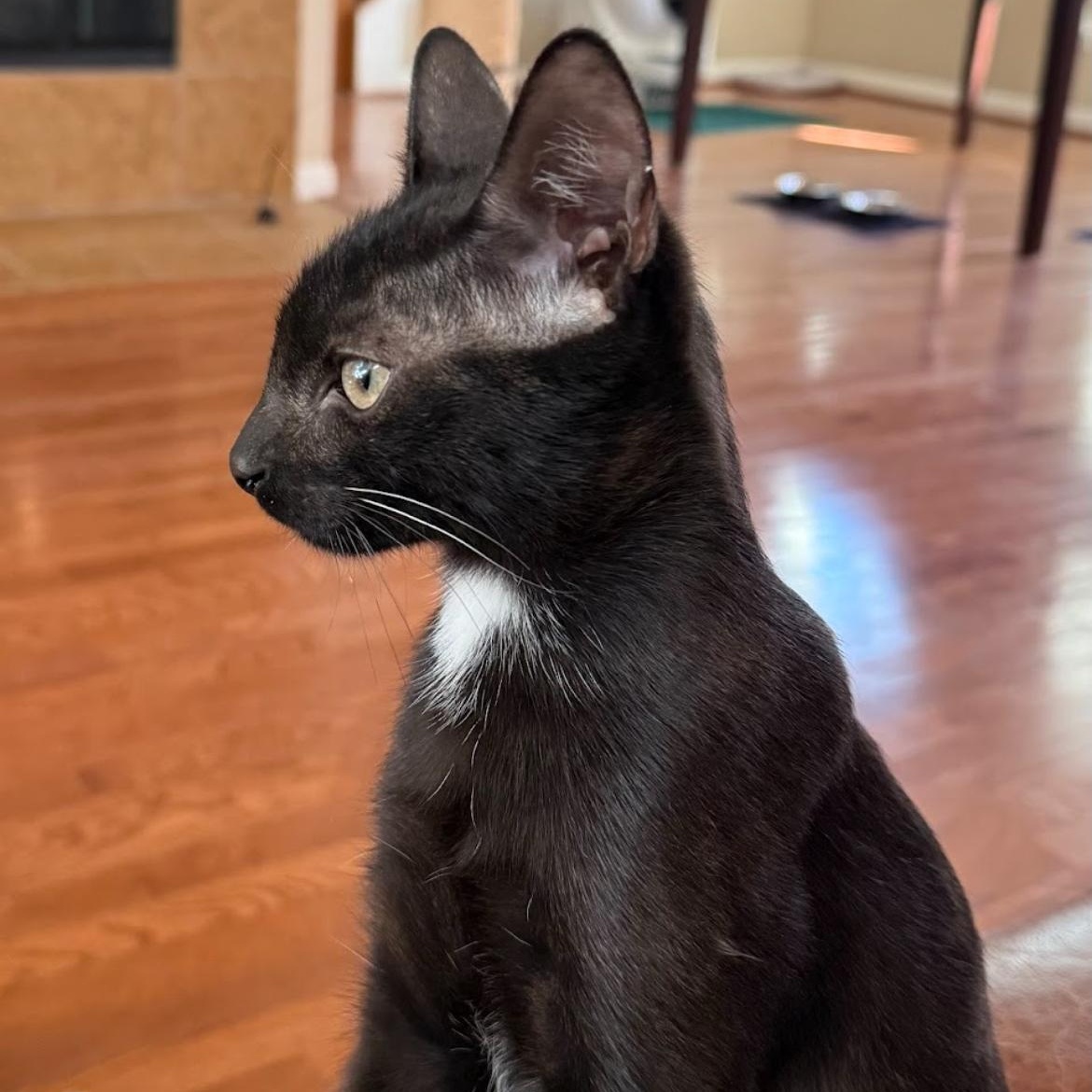 Enlarge Mila & Bandit kittens *bonded pair*, a Adoptable Domestic Short Hair in Austin, TX image 3/5