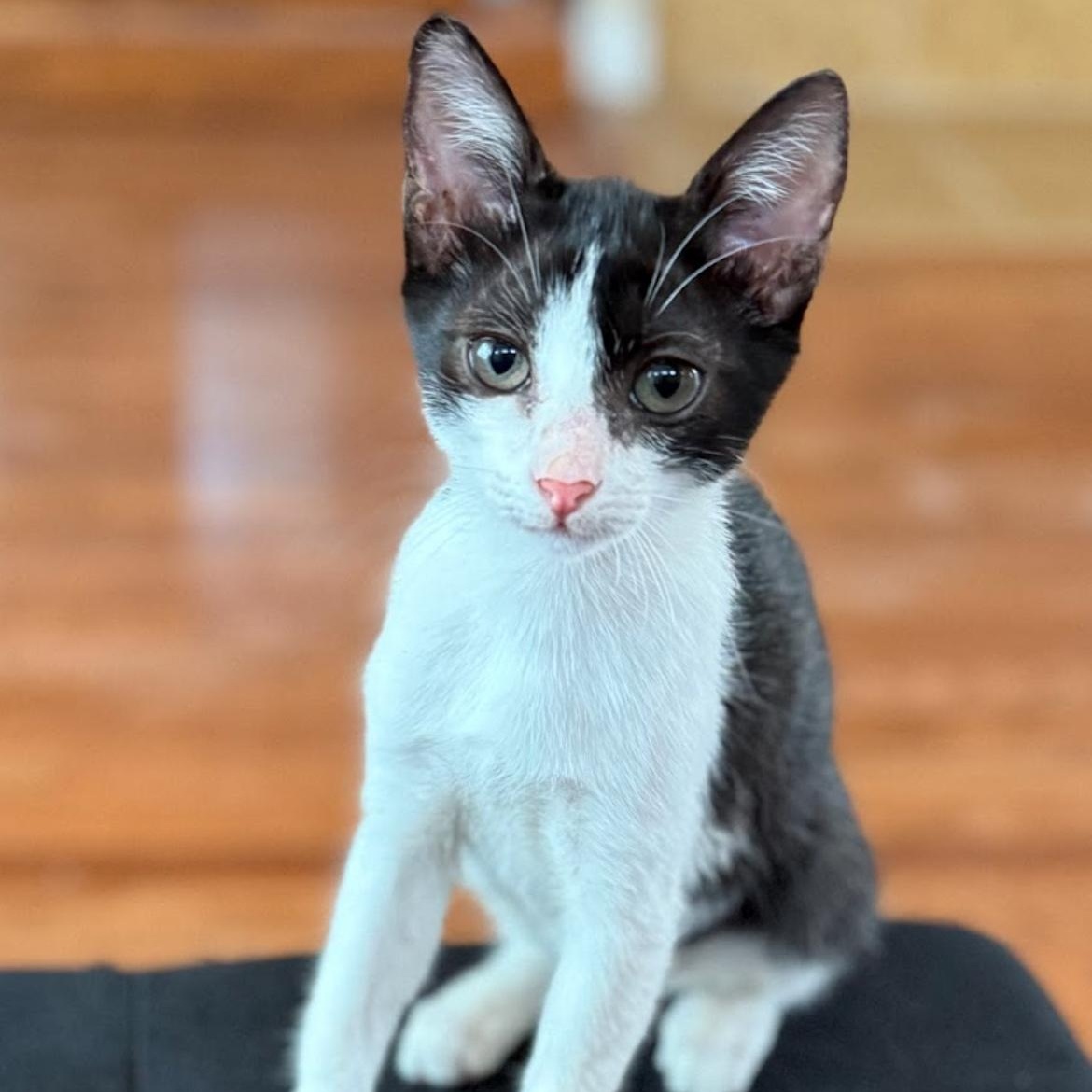 Enlarge Mila & Bandit kittens *bonded pair*, a Adoptable Domestic Short Hair in Austin, TX image 4/5