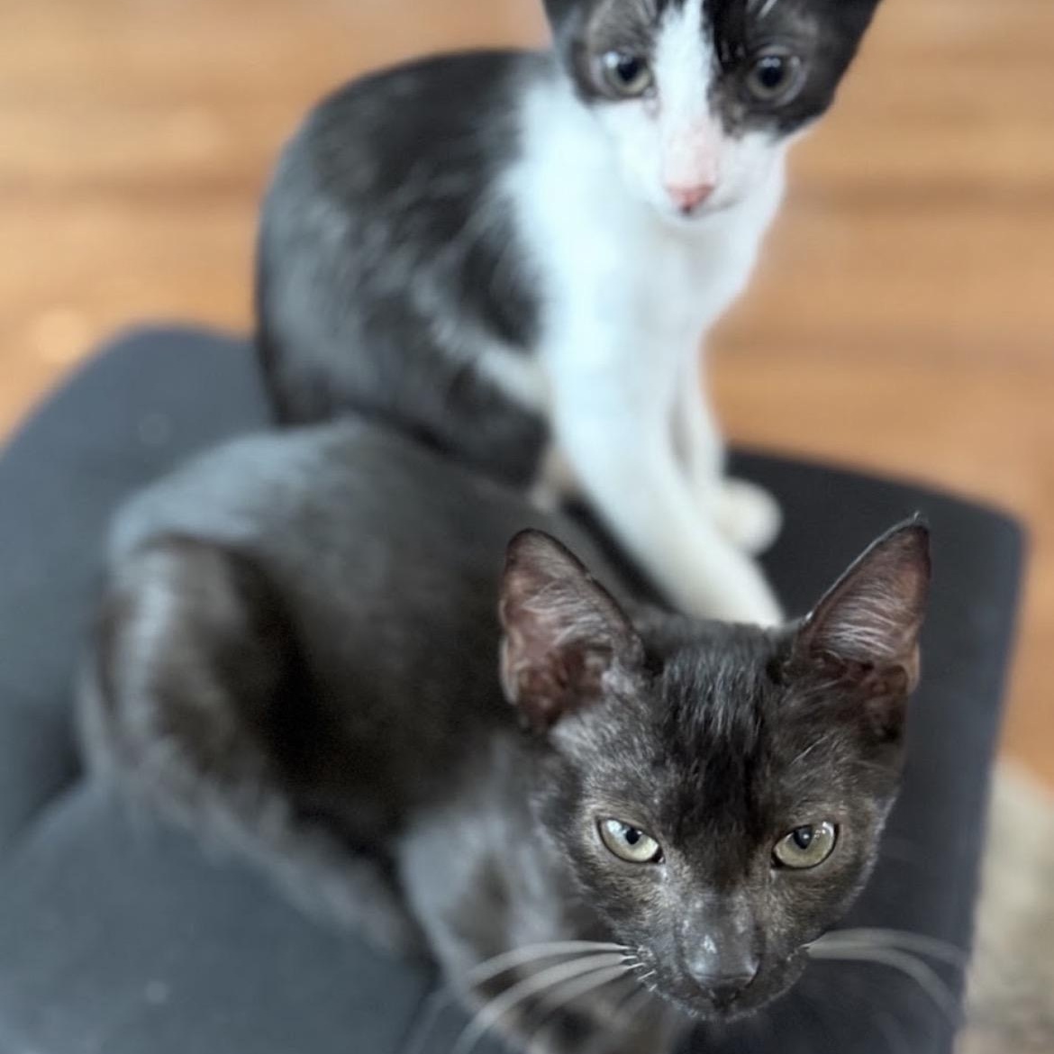 Mila & Bandit - Bonded Pair, a Adoptable Domestic Short Hair in Austin, TX image 6/6