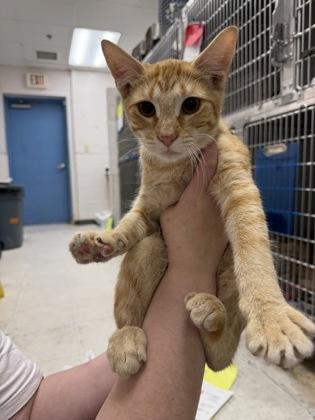 Enlarge Padfoot, a Adoptable mixed breed in Gulfport, MS image 1/1