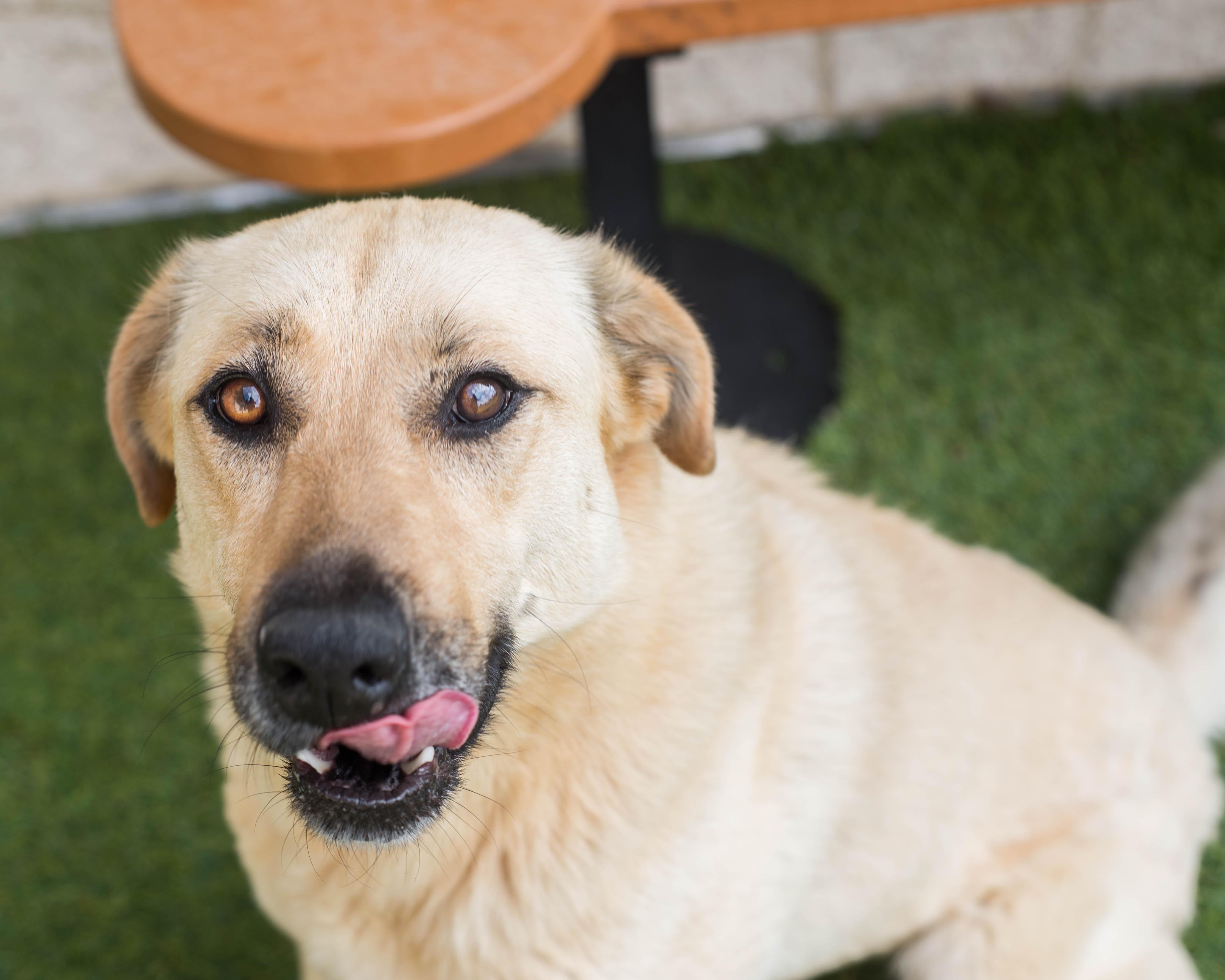 Enlarge Topsy, a Adoptable mixed breed in Mont Belvieu, TX image 2/3