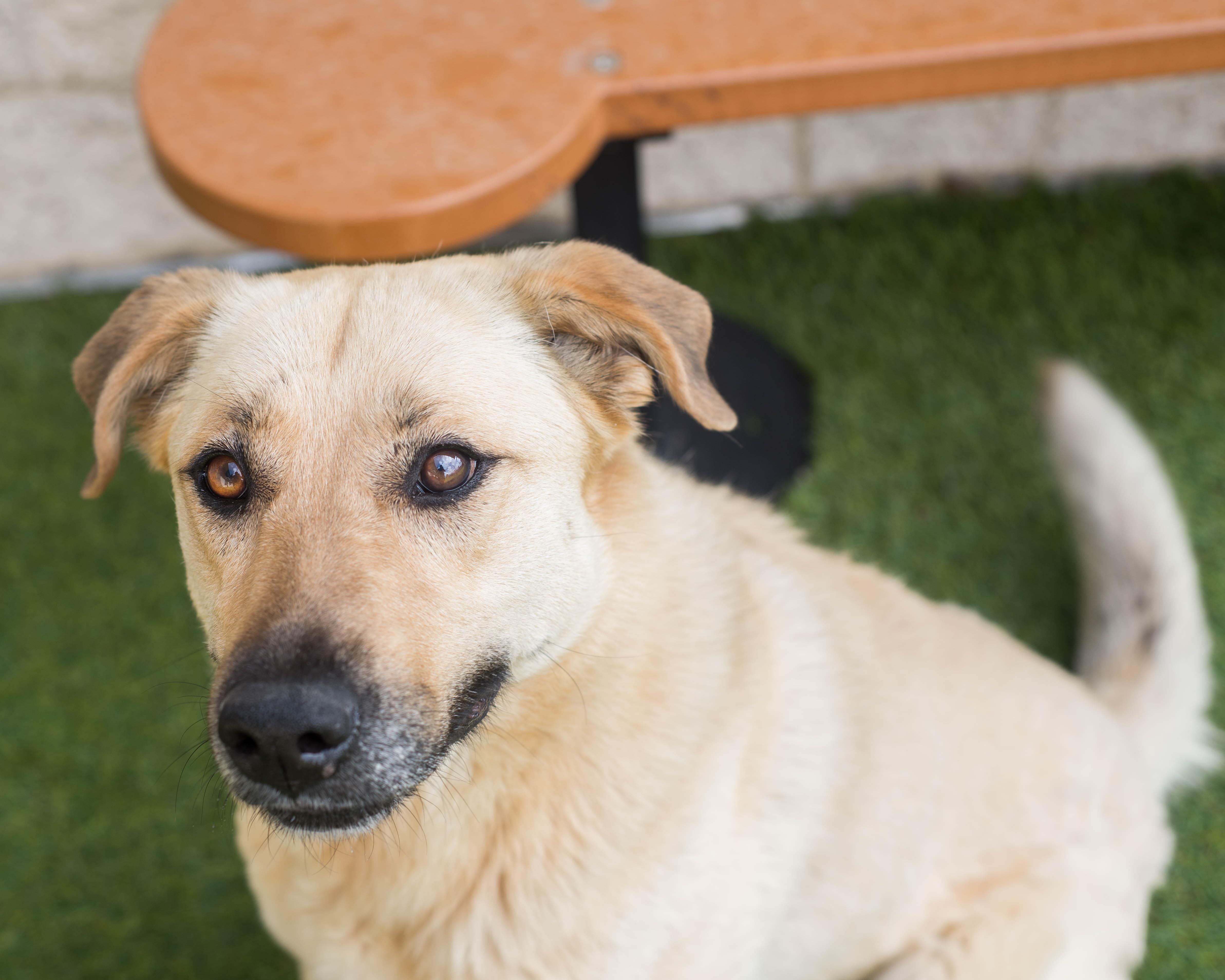 Enlarge Topsy, a Adoptable mixed breed in Mont Belvieu, TX image 1/3