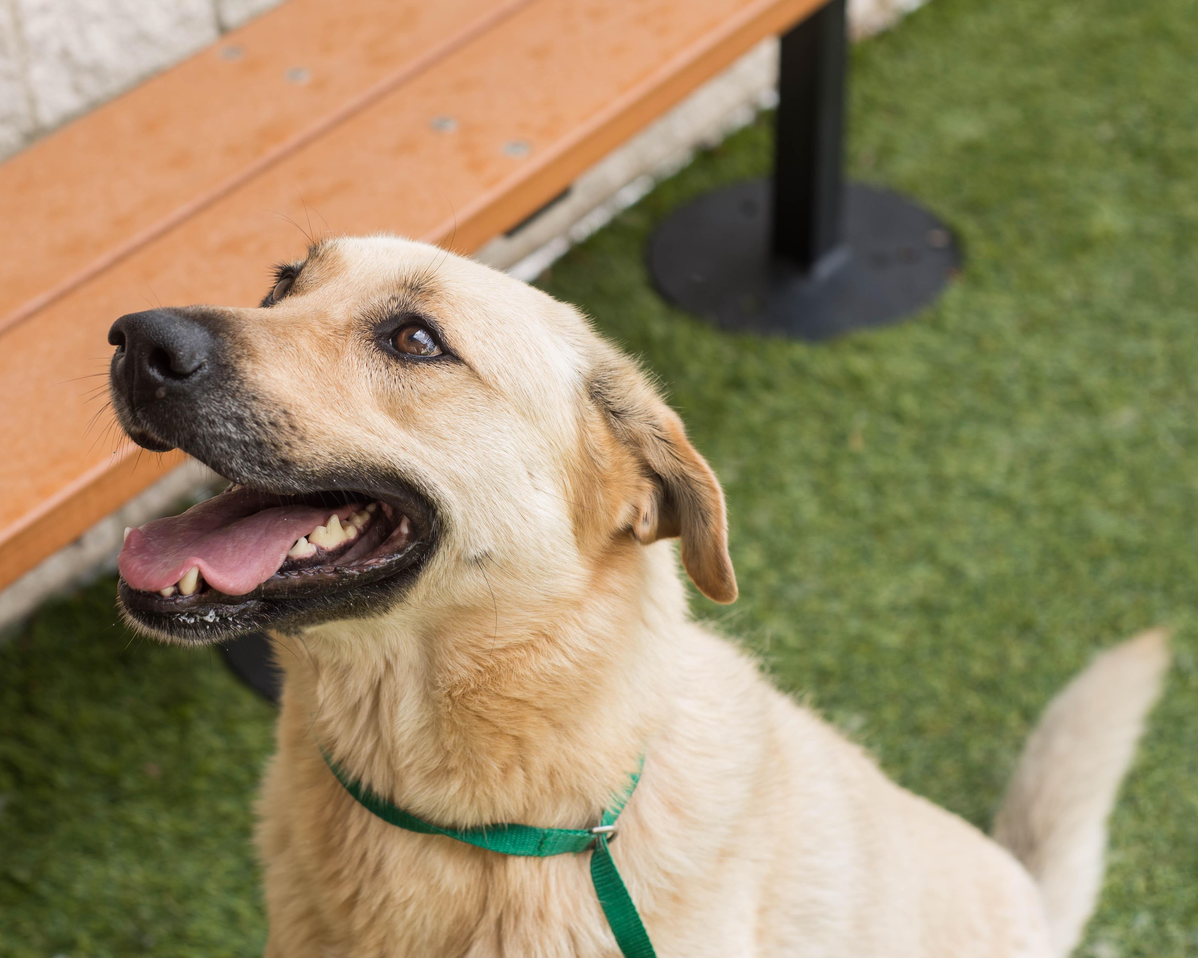 Enlarge Topsy, a Adoptable mixed breed in Mont Belvieu, TX image 3/3