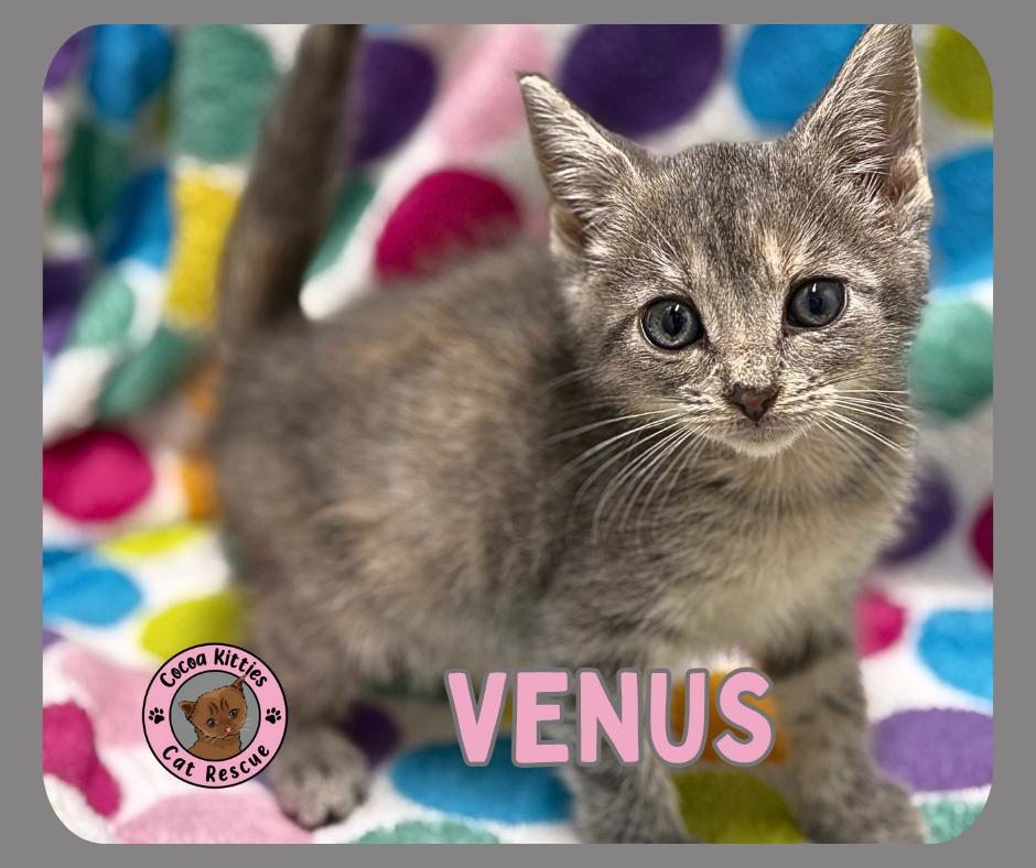 Enlarge Venus, a Adopted mixed breed in Hershey, PA image 1/6