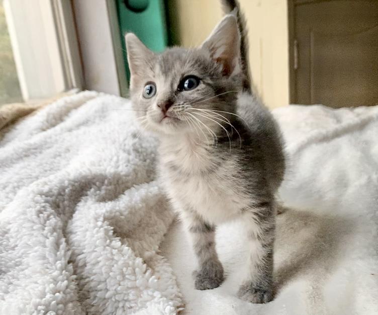 Enlarge Venus, a Adopted mixed breed in Hershey, PA image 2/6