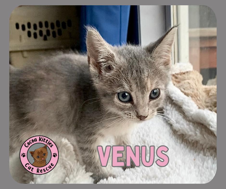 Enlarge Venus, a Adopted mixed breed in Hershey, PA image 3/6
