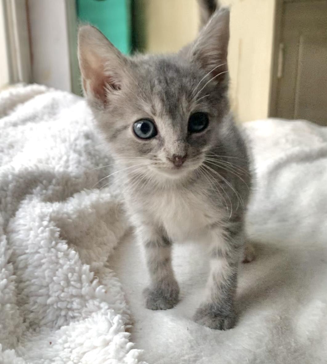 Enlarge Venus, a Adopted mixed breed in Hershey, PA image 4/6