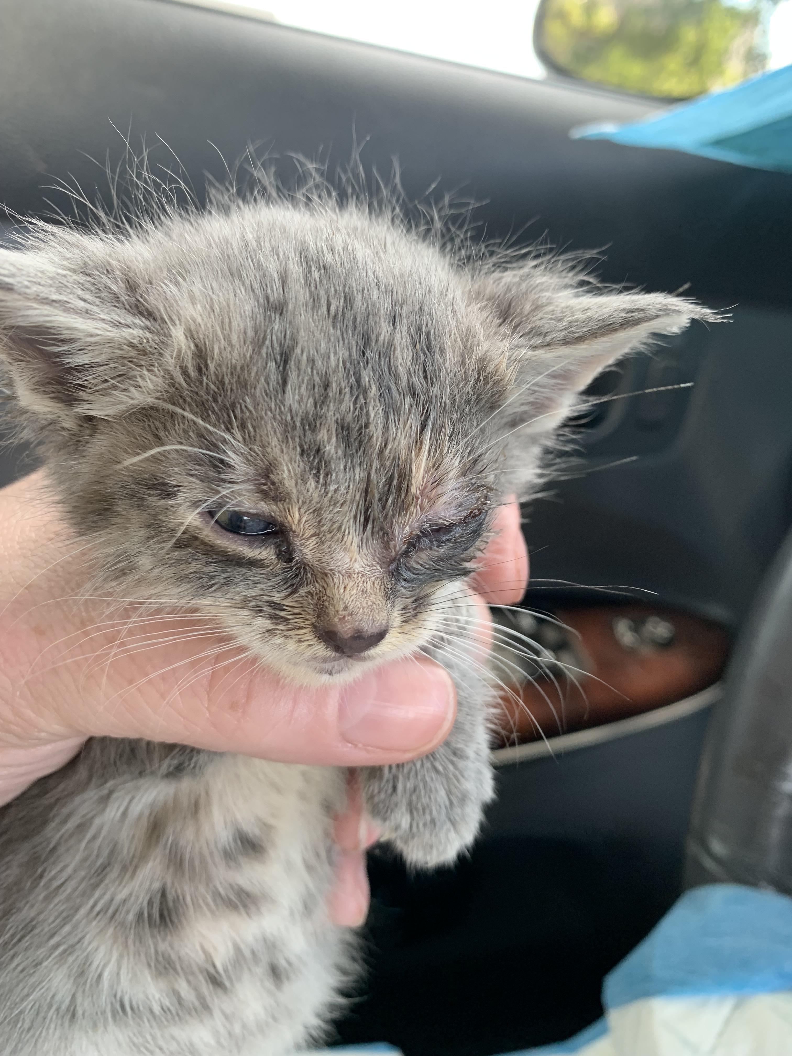 Enlarge Venus, a Adopted mixed breed in Hershey, PA image 5/6
