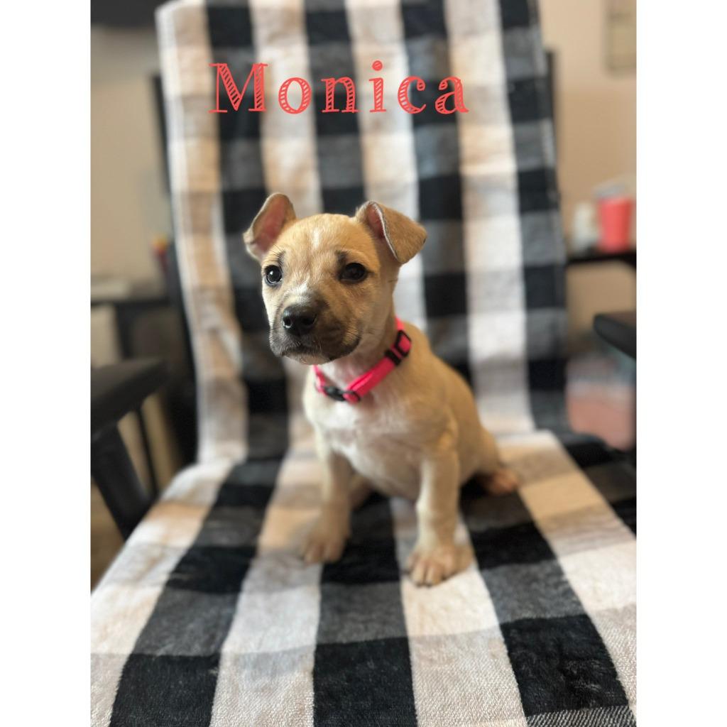 Monica, a Adoptable mixed breed in sun prairie, WI image 2/2
