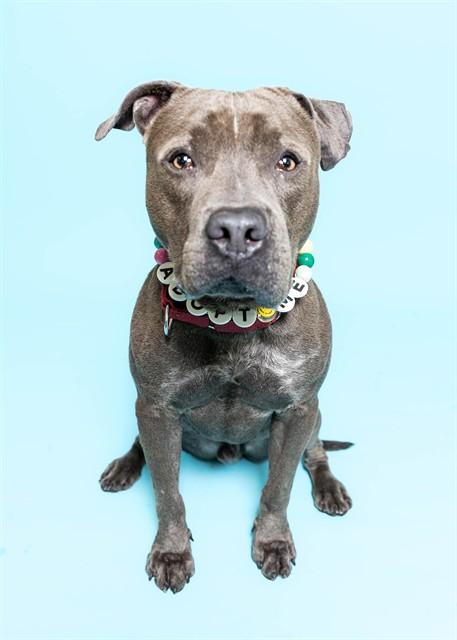 PLUTO, Adoptable, Adult Male American Staffordshire Terrier.