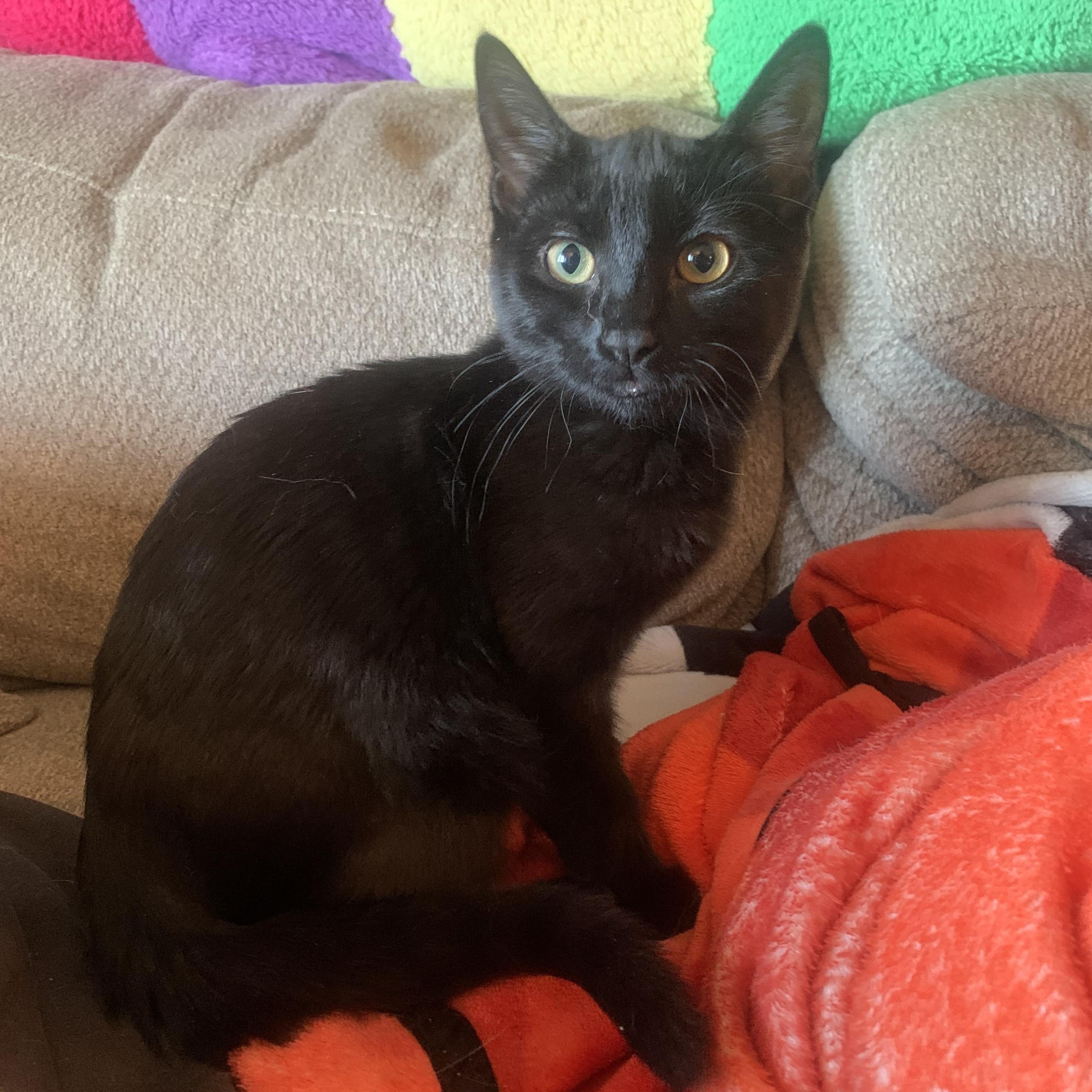 Katniss, Adoptable, Kitten Female Domestic Short Hair.
