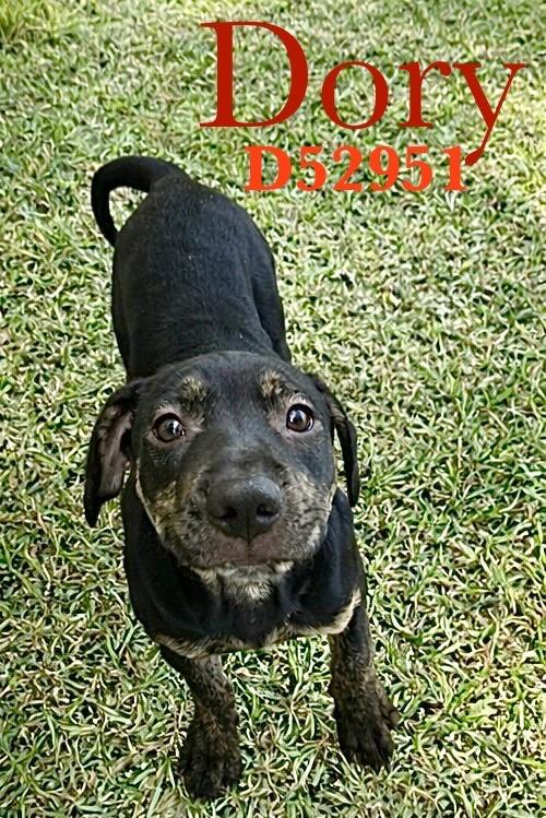 Enlarge Dory, a Adoptable Mixed Breed in Clarksville, TN image 1/1