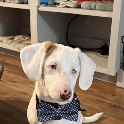 Petey (20260127-03) — thumbnail 2