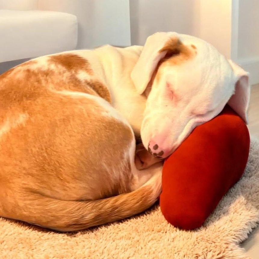 Petey (20260127-03) — thumbnail 3