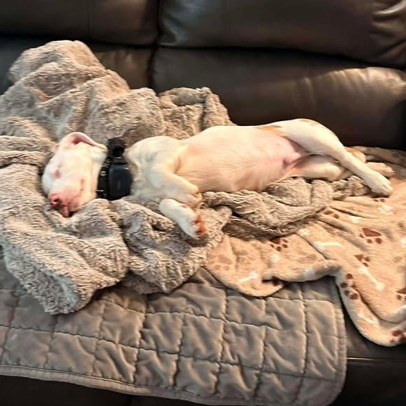 Petey (20260127-03) — thumbnail 4