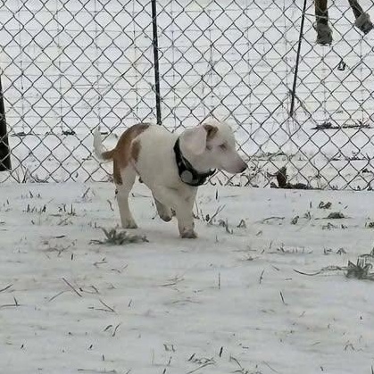 Petey (20260127-03) — thumbnail 5