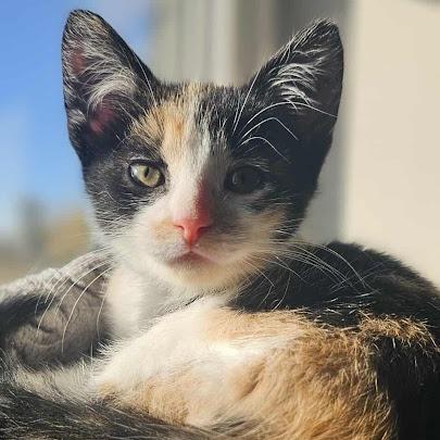 Rumi, Adoptable, Kitten Female Domestic Short Hair.