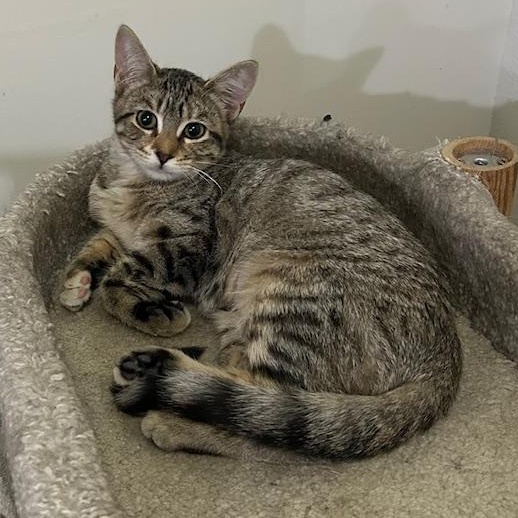 Haddie, Adoptable, Young Female Domestic Short Hair.