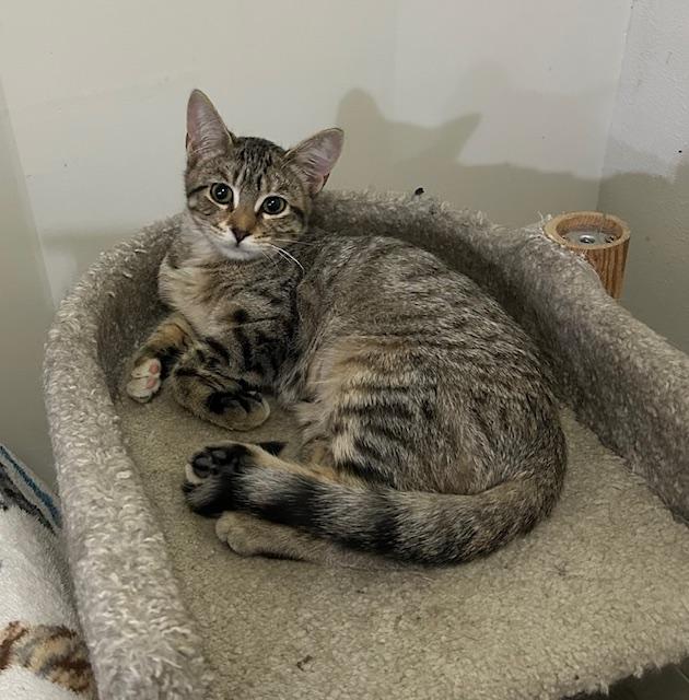 Haddie, an adoptable Domestic Short Hair in Devils Lake, ND, 58301 | Photo Image 1