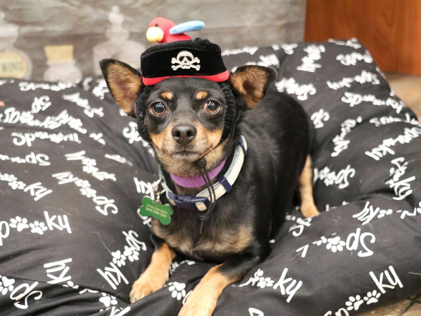 Paco, Adoptable, Adult Male Miniature Pinscher.