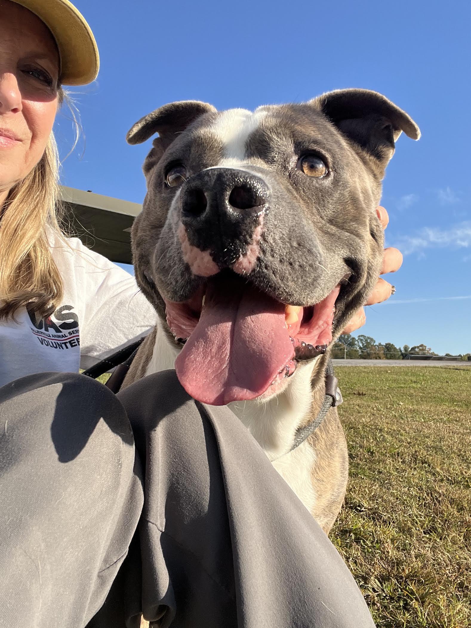 Dee, a Adoptable Mixed Breed in Collierville, TN image 4/6