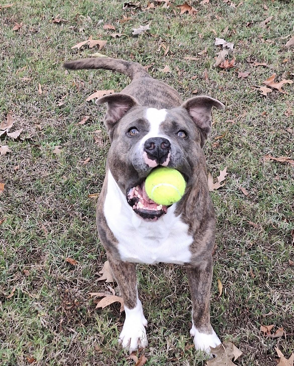 Dee, a Adoptable Mixed Breed in Collierville, TN image 5/6